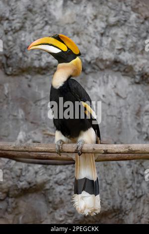 Grande uccello Hornbill giallo brillante e nero casque siede sul ramo Foto Stock