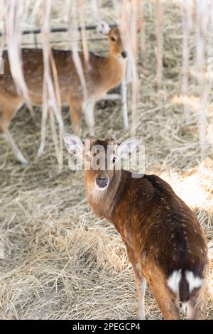 Due cervi sika modello spot fieno fieno fieno shed corna Foto Stock