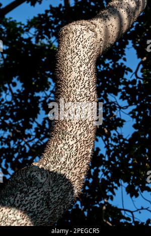 L'albero sempreverde dell'albero della famiglia spinse spine appuntite corteccia marrone Foto Stock