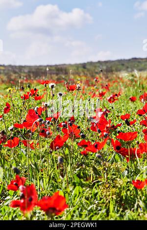 Fiori di anemone rosso selvatico fioriscono tra l'erba verde nel prato. Splendido paesaggio primaverile fiorito nella riserva del parco nazionale. Sud i Foto Stock