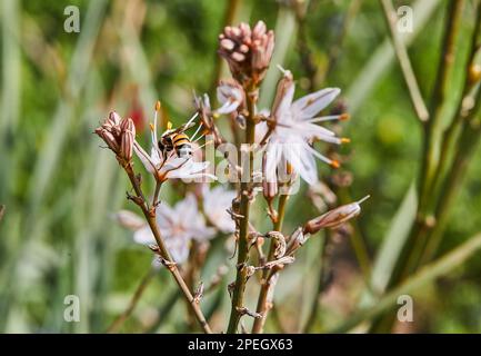 Asphodel ramificato: Una specie di Asphodel conosciuta anche come la bacchetta del Re, lo staff del Re e il piccolo Asphodel, il suo nome botanico è Asphodelus ramosus. Ape on Foto Stock