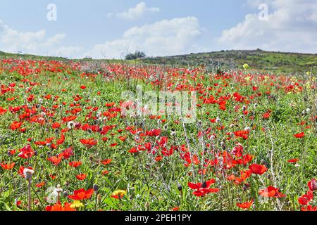 Fiori di anemone rosso selvatico fioriscono tra l'erba verde nel prato. Splendido paesaggio primaverile fiorito nella riserva del parco nazionale. Sud i Foto Stock