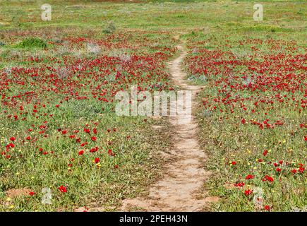 Fiori di anemone rosso selvatico fioriscono tra l'erba verde nel prato, percorso tra di loro. Splendido paesaggio primaverile fiorito nella riserva della nazione Foto Stock