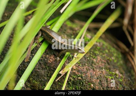 Eastern Water Skink (Eulamprus Quoyii) Tully Gorge National Park, Queensland, Australia Foto Stock