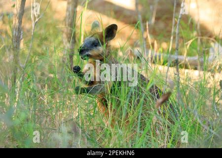 Palude Wallaby (Wallabia bicolor) mangiare erba nel Venman Bushland National Park, Queensland, Australia Foto Stock