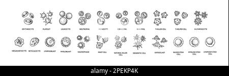 Cellule ematiche isolate su sfondo bianco. Illustrazione vettoriale per microbiologia scientifica in stile schizzo Illustrazione Vettoriale