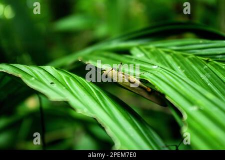 Cavalletta gigante seduta su una foglia e mangiarla, macrofotografia, insetti, animali, Costa Rica, giungla Foto Stock