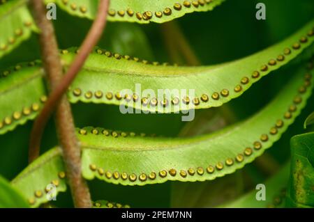 Spore sul lato inferiore di una pianta di felce in Costa Rica, Monteverde, Closeup, Macro Foto Stock