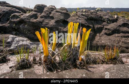 Brociere gialle della bromeliad carnivora Brocchinia ridutta di fronte alle rocce di arenaria nera su Auyan Tepui, Venezuela Foto Stock