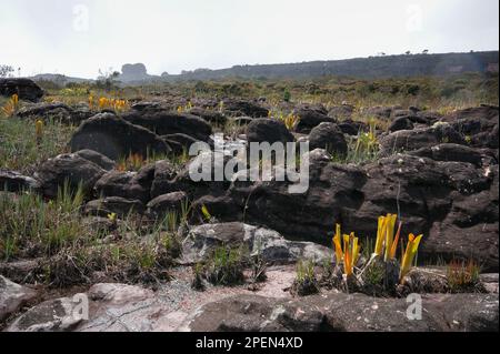 Paesaggio con rocce di arenaria nera e le brocche gialle del bromo carnivoro Brocchinia ridutta sull'altopiano di Auyan Tepui, Venezuela Foto Stock