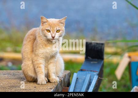 Ritratto di un gatto rosso di strada. Un gatto lanuginoso a righe con capelli rossi e baffi lunghi guarda nella fotocamera. Foto Stock