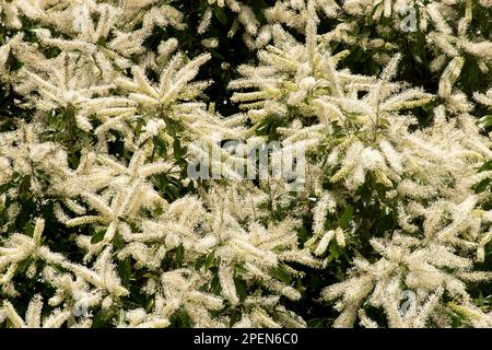 Massa enorme di fioritura bianca fragrante dell'albero di riccio avorio australiano, buckinghamia celsissima, in estate nel giardino del Queensland. Sfondo. Foto Stock