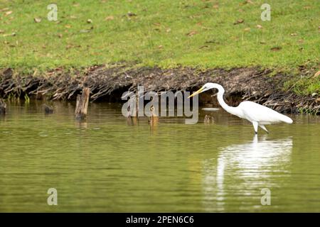 L'airone bianco sta pescando sul lago in asia. Un airone con le gambe lunghe cerca la preda tra pesce friggere in cerca di cibo. Foto Stock