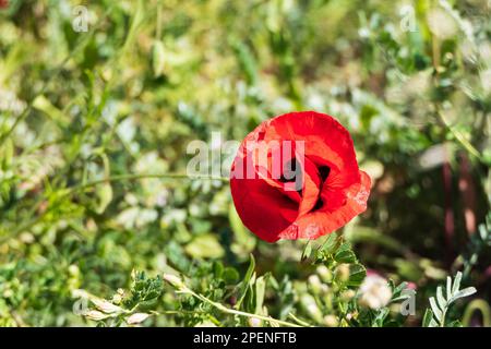 Papaveri rossi in fiore selvaggio tra erba verde vicino in raggi di luce Foto Stock