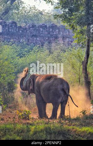 Giovane, felice elefante maschio avendo un bagno di polvere di sabbia spruzzando polvere con il suo tronco a Delhi Zoo, India Foto Stock