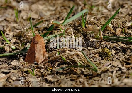 Primo piano di una falena terrestre poggiata a terra in un ambiente naturale Foto Stock