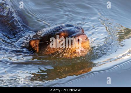 Una lontra liscia (Lutrogale perspicillata) che nuota sul Fiume Singapore. Foto Stock