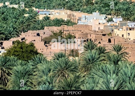 Fango-mattoni rovine e palme da dattero nel villaggio oasi di Birkat al Mouz, Oman Foto Stock