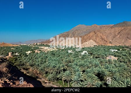 Un'oasi di palme da dattero, Birkat al Mouz, Oman Foto Stock