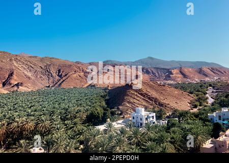 Un'oasi di palme da dattero, Birkat al Mouz, Oman Foto Stock