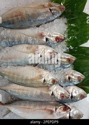 pesce fresco su ghiaccio, venduto nei supermercati Foto Stock