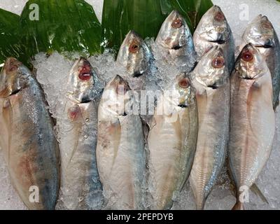 pesce fresco su ghiaccio, venduto nei supermercati Foto Stock