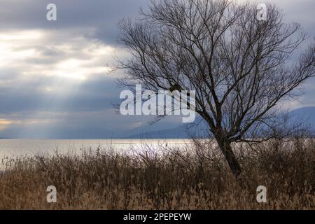 Un albero solitario si erge alto sullo sfondo di onde tumultuose che si infrangono contro la riva in una giornata di vita frusciante Foto Stock