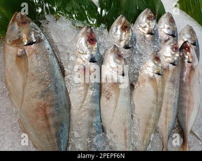 pesce fresco su ghiaccio, venduto nei supermercati Foto Stock