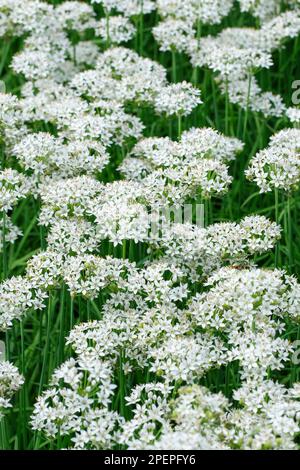 Allium tuberosum, erba cipollina, cipolla come pianta utilizzata per scopi culinari e ornamentali, teste di fiori bianchi Foto Stock