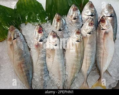 pesce fresco su ghiaccio, venduto nei supermercati Foto Stock