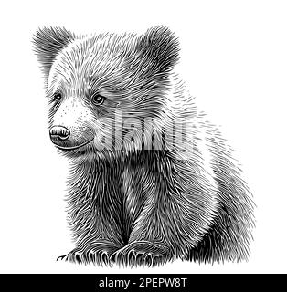 Orso cucciolo disegno a mano disegni di disegno di animali Foto Stock