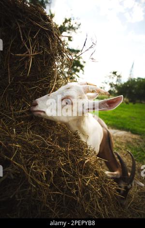 Un colpo verticale di capra bianca che pascola in un prato lussureggiante, mungendo su fieno ed erba Foto Stock