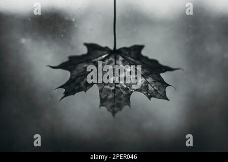 foglia di acero sullo sfondo di vetro sporco Foto Stock