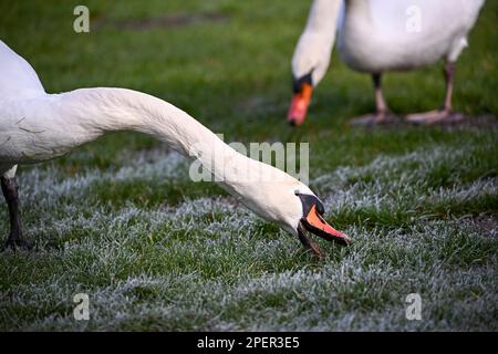 Potsdam, Germania. 16th Mar, 2023. Due cigni pascolano la mattina presto su un prato maturato nel Parco Sanssouci. Dopo una temperatura notturna gelida, il sole splente al mattino. Credit: Jens Kalaene/dpa/Alamy Live News Foto Stock