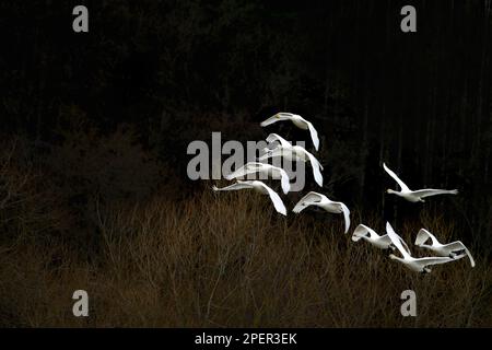 Wesertal, Upper Weser Valley, Weser Uplands, Weserbergland, Assia, Germania Foto Stock