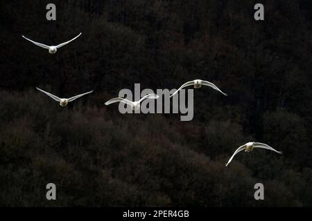 Wesertal, Upper Weser Valley, Weser Uplands, Weserbergland, Assia, Germania Foto Stock