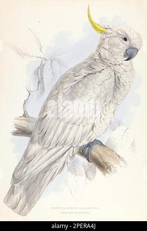 Plyctolofus galeritus. Cockatoo 1832 di Edward Lear Foto Stock