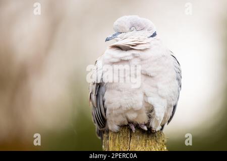 Un primo piano di una colomba eurasiatica addormentata appollaiata su un palo di legno. Streptopelia decaocto. Foto Stock