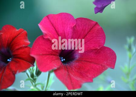 Red Trailing Petunia 'Tidal Wave Red Velour' Fiori coltivati a RHS Garden Harlow Carr, Harrogate, Yorkshire. Inghilterra, Regno Unito. Foto Stock