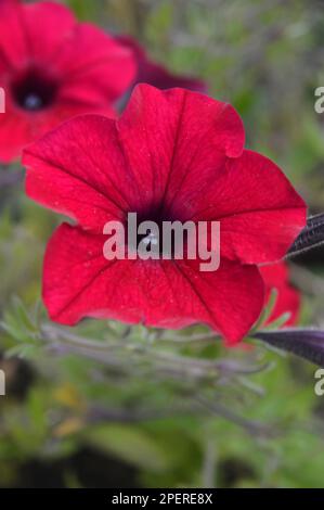 Red Trailing Petunia 'Tidal Wave Red Velour' Fiori coltivati a RHS Garden Harlow Carr, Harrogate, Yorkshire. Inghilterra, Regno Unito. Foto Stock