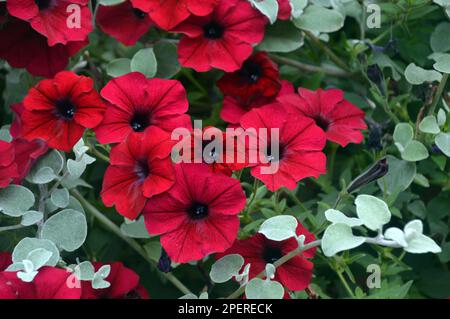 Red Trailing Petunia 'Tidal Wave Red Velour' Fiori coltivati a RHS Garden Harlow Carr, Harrogate, Yorkshire. Inghilterra, Regno Unito. Foto Stock