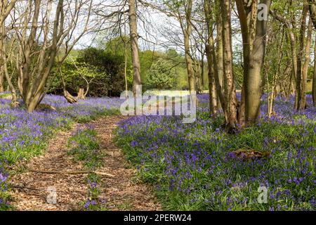 Campanelli in un bosco inglese, Bromley, Londra, Regno Unito Foto Stock