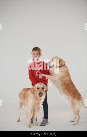 Piccola ragazza è con due Golden recuperatori in studio su sfondo bianco Foto Stock