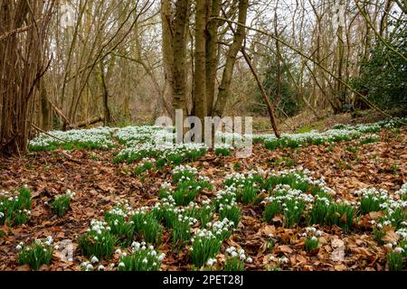 Gocce di neve che fioriscono in un bosco inglese Foto Stock