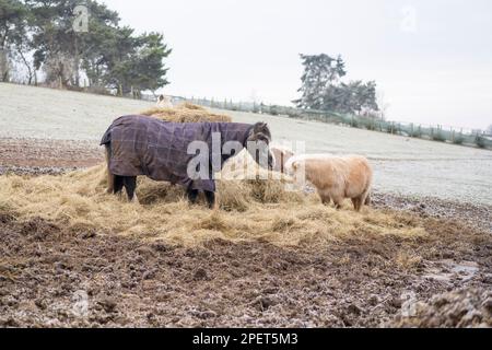 Cavalli in piedi e mangiare fieno su acold gelido mattina in un campo aperto. Il cavallo grande indossa una grande coperta di cavallo per mantenerlo caldo. Foto Stock