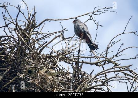 Simbiosi complessa ad una faccia, o sinoikia. Rook costruì il nido. Il falco dai piedi rossi ha preso il nido dal ruscello e si è stabilito proprio. Spanish Sparrow ne ha approfittato Foto Stock