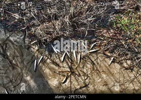 Una laguna secca (lago) e un sacco di piccoli pesci morti, siccità estiva, inquinamento idrico ulteriormente. Smelt di sabbia (Atherina boyeri) Foto Stock