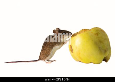 I topi sono animali famigerati dell'agricoltura e delle famiglie, animali nocivi. Roditori danneggiano i grani, le verdure e le frutte su una scala voluminosa. Legno mouse g Foto Stock