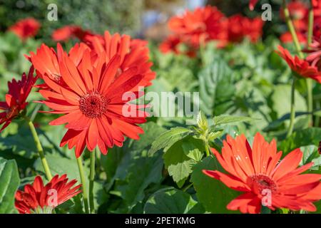 Gerbera rosso fiore in giardino. Piante decorative da giardino o come fiori recisi Foto Stock