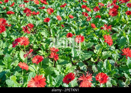 Gerbera rosso fiore in giardino. Piante decorative da giardino o come fiori recisi Foto Stock